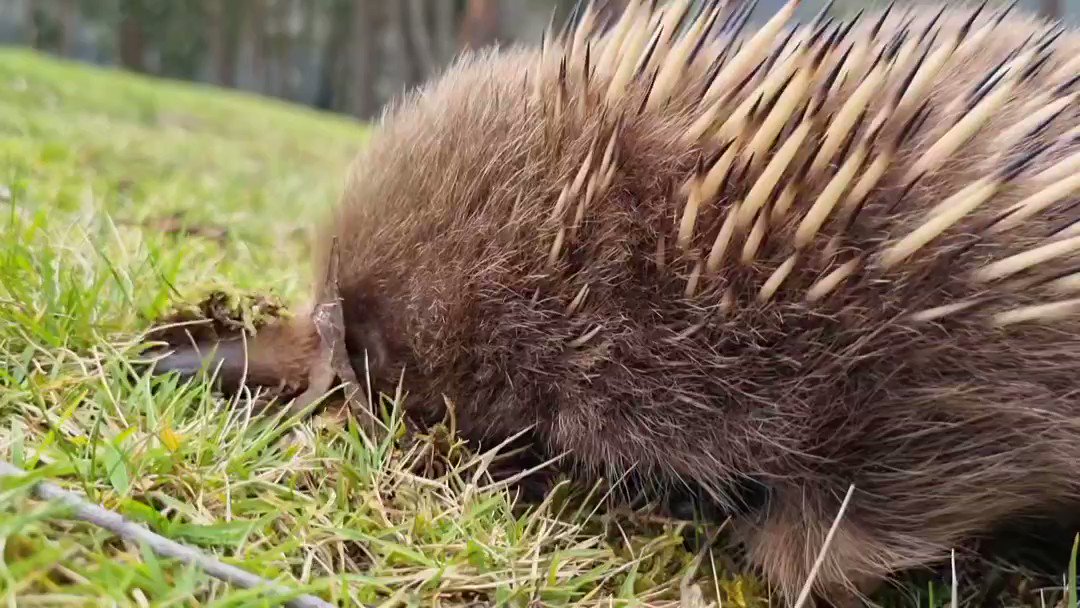 Tasmania Today on Twitter: Tasmania Today on Twitter: