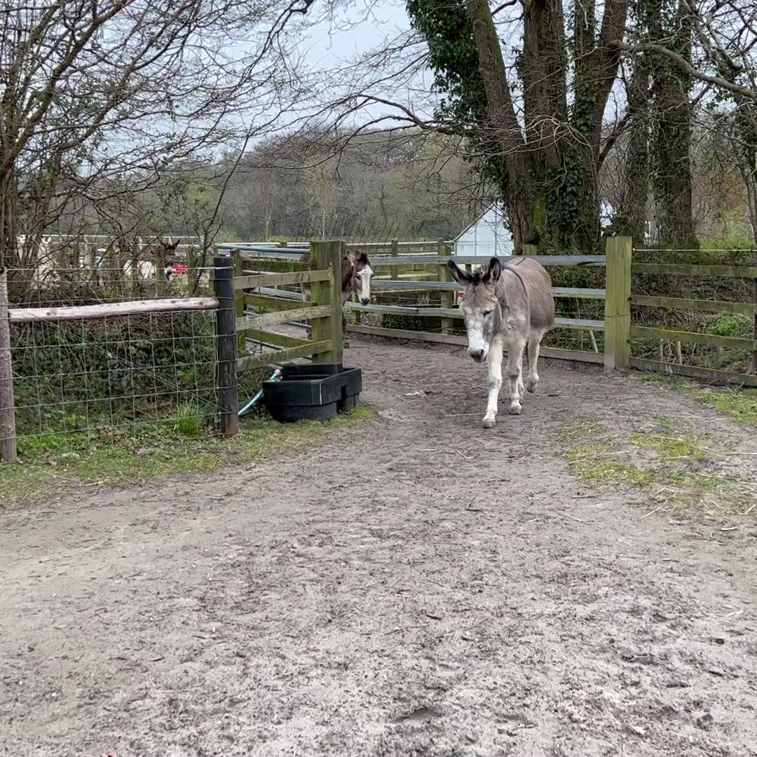 The Donkey Sanctuary (@DonkeySanctuary) / Twitter