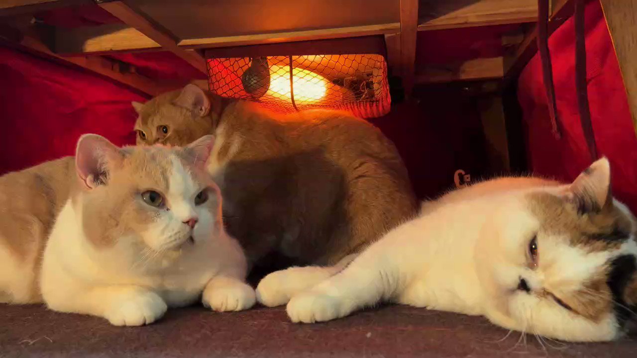 猫は液体 on X: 