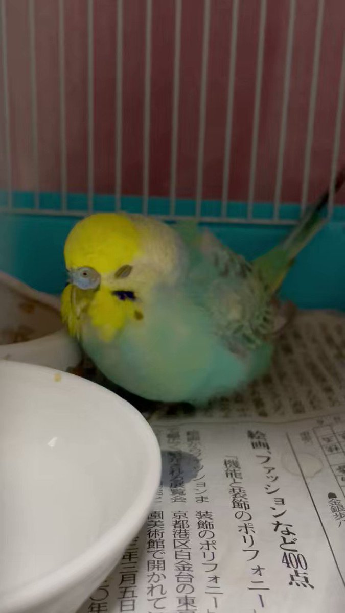 インコちゃん用品