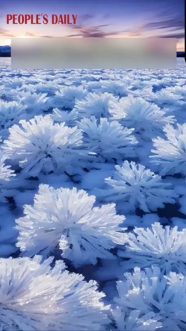 "Frost flowers," flowershaped ice crystals, cover the surface of