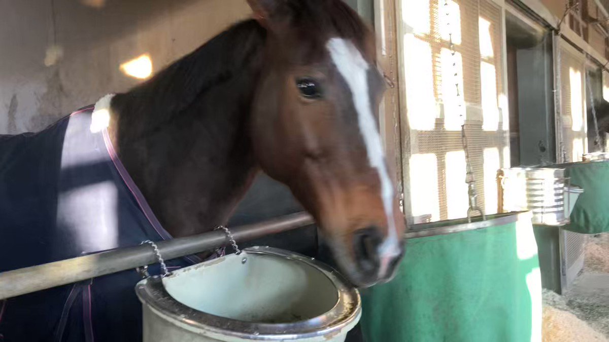 コロちゃん🐎💛
北海道にはもう着いたかな？昨日は感極まって泣きました😭💕
どうもありがとう！！にんじんをポトリと落とす姿が可愛すぎますね🥕♥️これからもずっとお元気でいてください💐💐💐
#コロラトゥーレ 