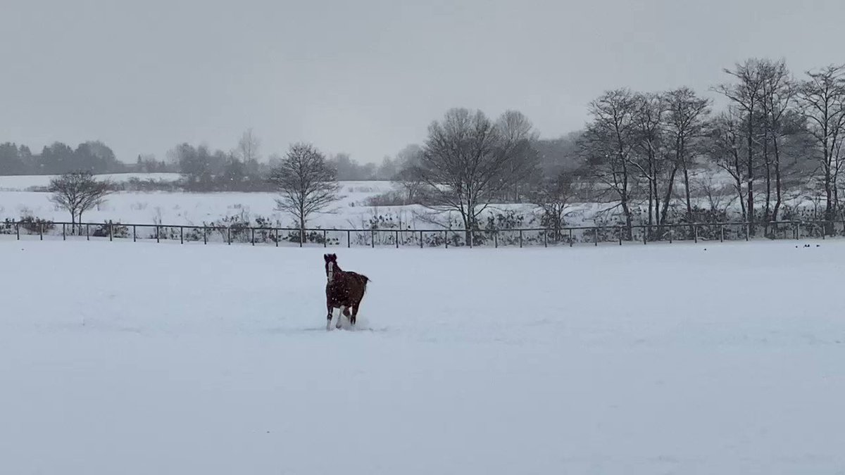 ボクノナオミちびちゃん達も
元気いっぱいに着いてきて😄
トンキママ🐴のカリスマ性からも
リードホースに向いてそうですね😄 