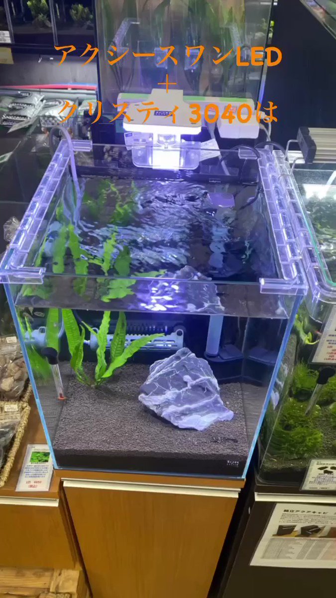 若者の大愛商品 ミスティクル水槽セット アクアシステム ASPセット 熱帯魚用 クリスティスリム600LED 60Hz 水槽セット アクアシステム ASPセット 熱帯魚用 クリスティスリム600LED 60Hz