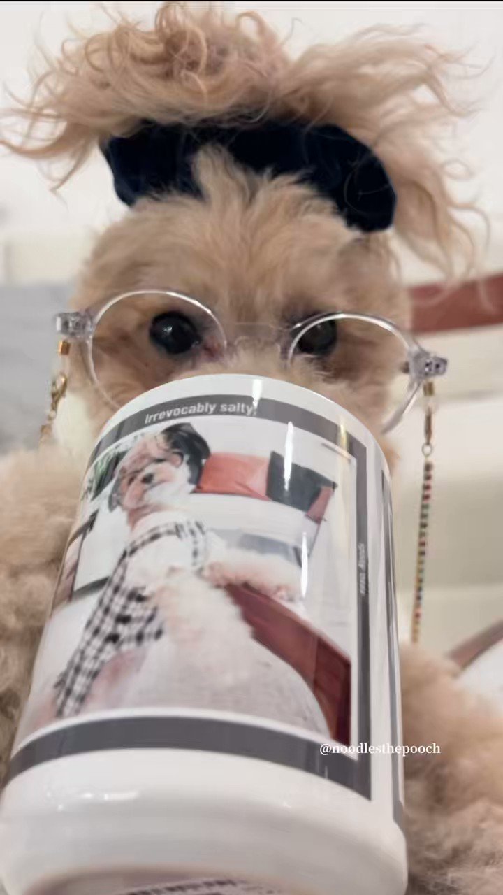 noodlesthepooch (noodlesthepooch) / Twitter