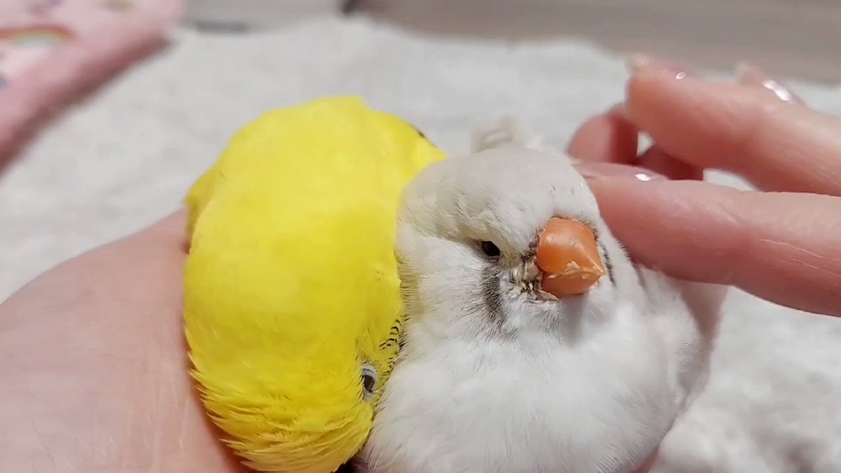 びなさま確認ページ♡ 明日はおひなさま