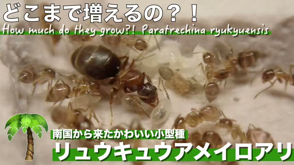 蟻のエンサイクロペディア アリ飼育 Ariuncyclopedia Twitter