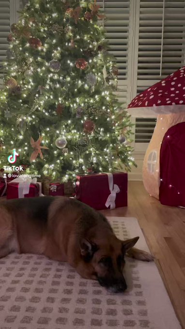 Now that I know Santa was probably a Shaman that drank reindeer pee containing psychedelic 🍄 crashing