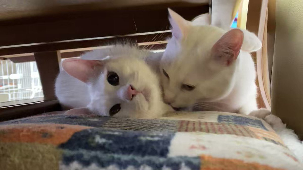 ②猫の日♡限定m(=✧ω✧=)m✧ ✧ ✧ 白猫♡白猫　猫ひな人形 白猫♡白猫 猫のお雛様【大】 (*´꒳`*)♡ （白猫の子猫の特徴と