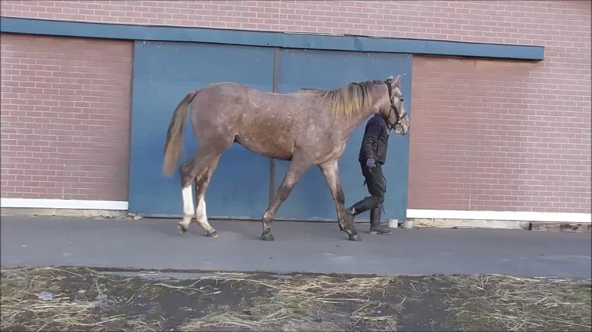 デカwww

母ウッドシップはツインシップ、メガゴールドとウインメイフラワー、タカサンフェイスとすべてゴルシくんなんだね☺️

早く会いたい〜 