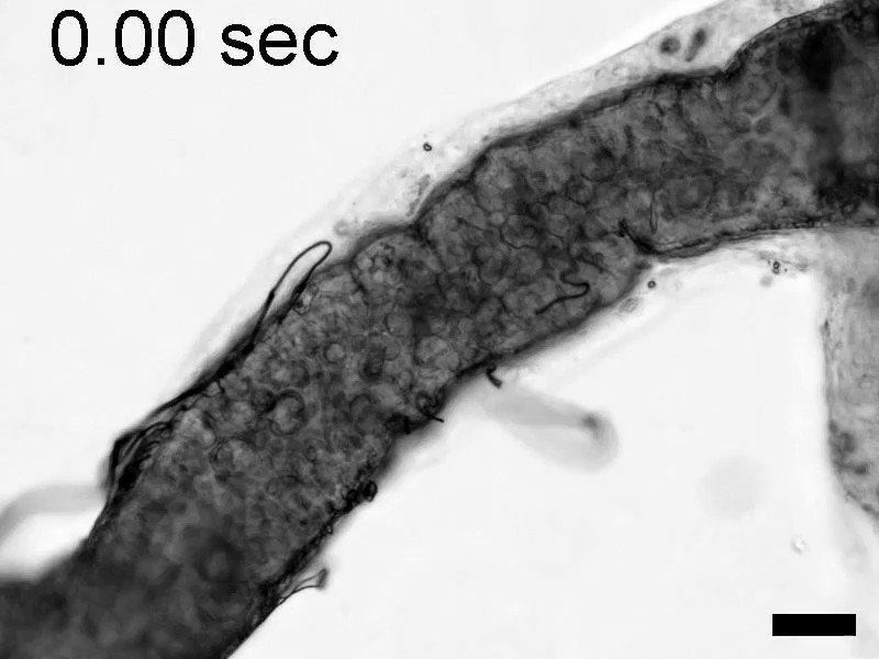 Ryusuke Niwa on Twitter "RT eLife An improved culture method for