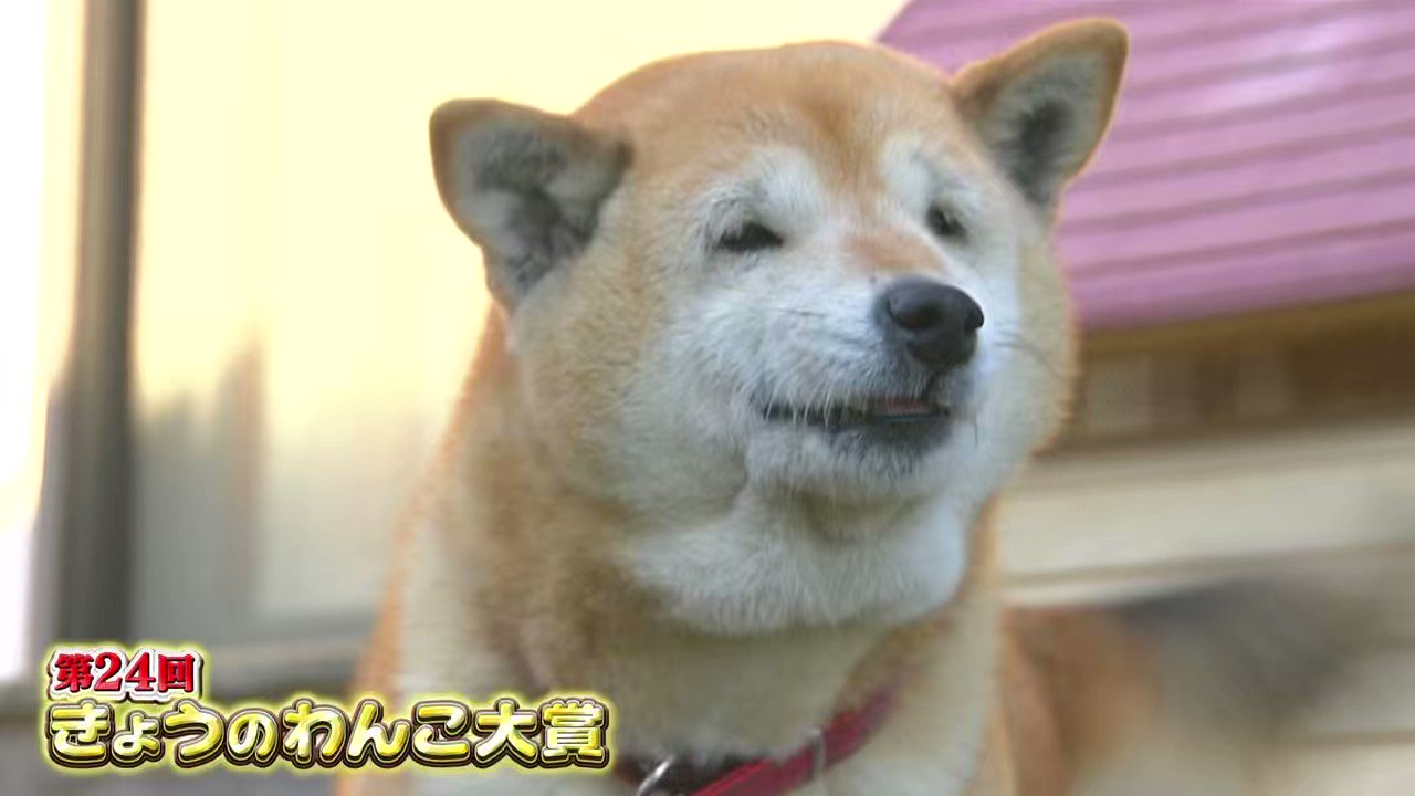 @cx_mezamashi's video Tweet