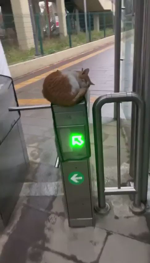 猫島のにゃんこ🐈‍⬛いろいろ不具合ちゅ～⚠ (@nekojima_neko