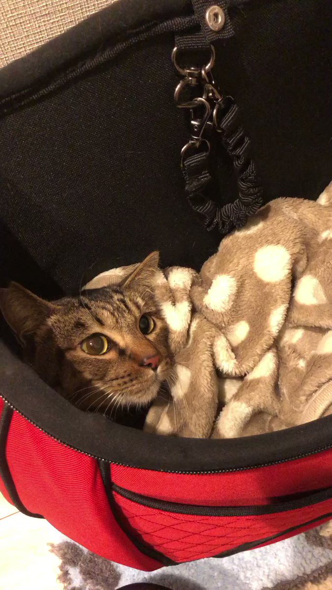 きいろ猫さま専用となります。 belgradesaxperience.com