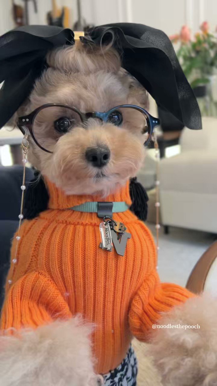 noodlesthepooch (noodlesthepooch) / Twitter