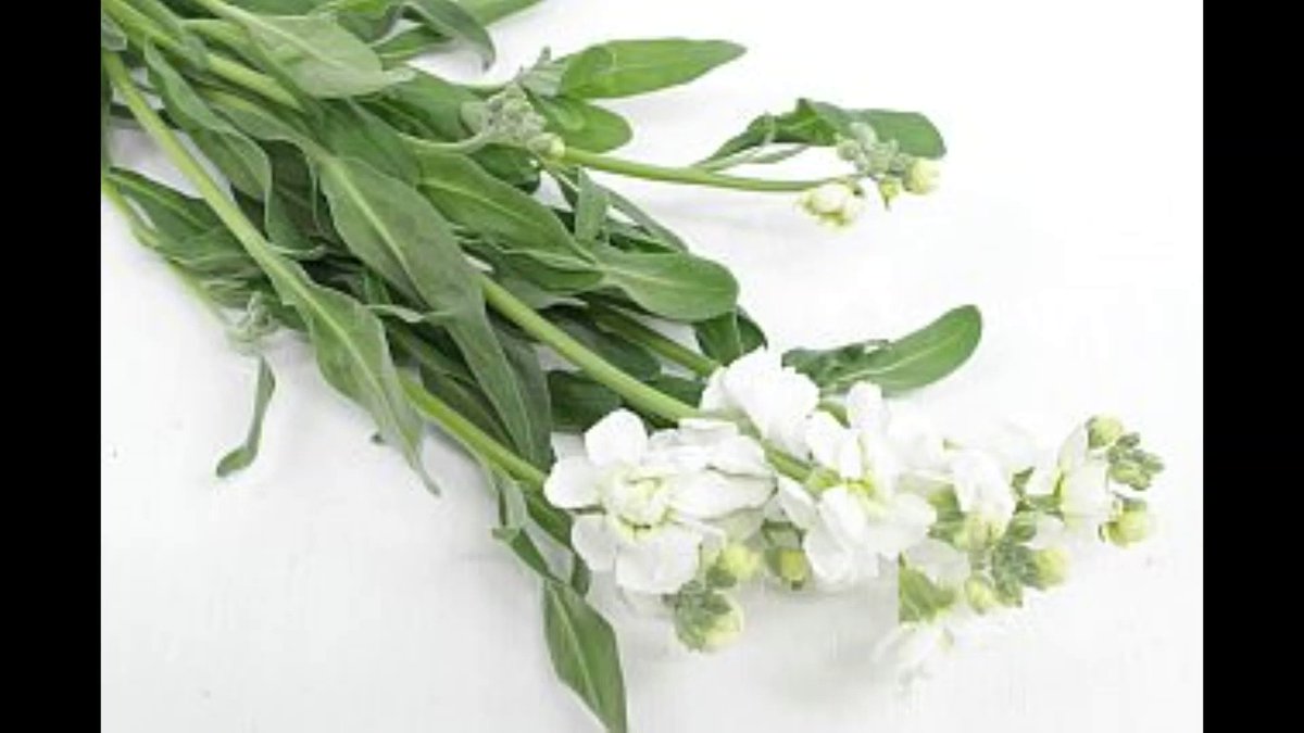 Big Flower ビックフラワー Bigflower Staff Twitter Big Flower ビックフラワー Bigflower Staff Twitter