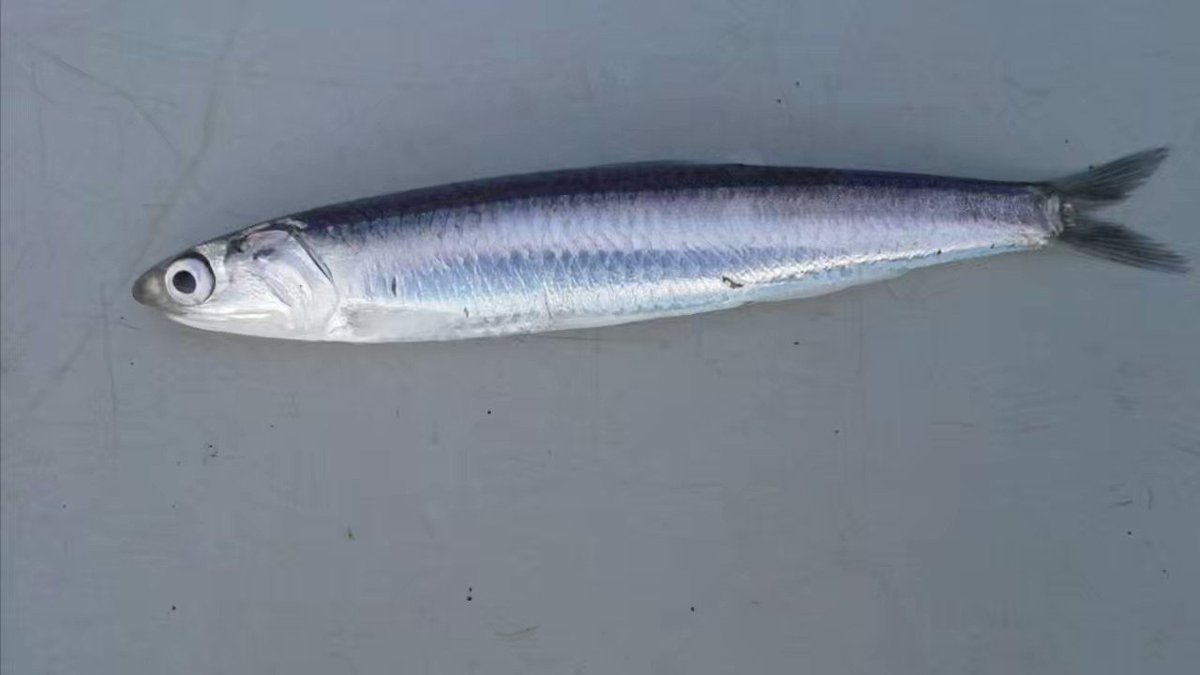 3D Fish Anchovy Model - TurboSquid 1387407