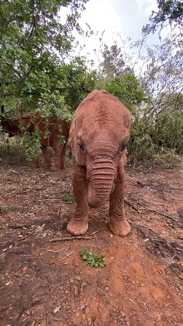 jolie-hamer-on-twitter-sheldricktrust-happy-birthday-sweet