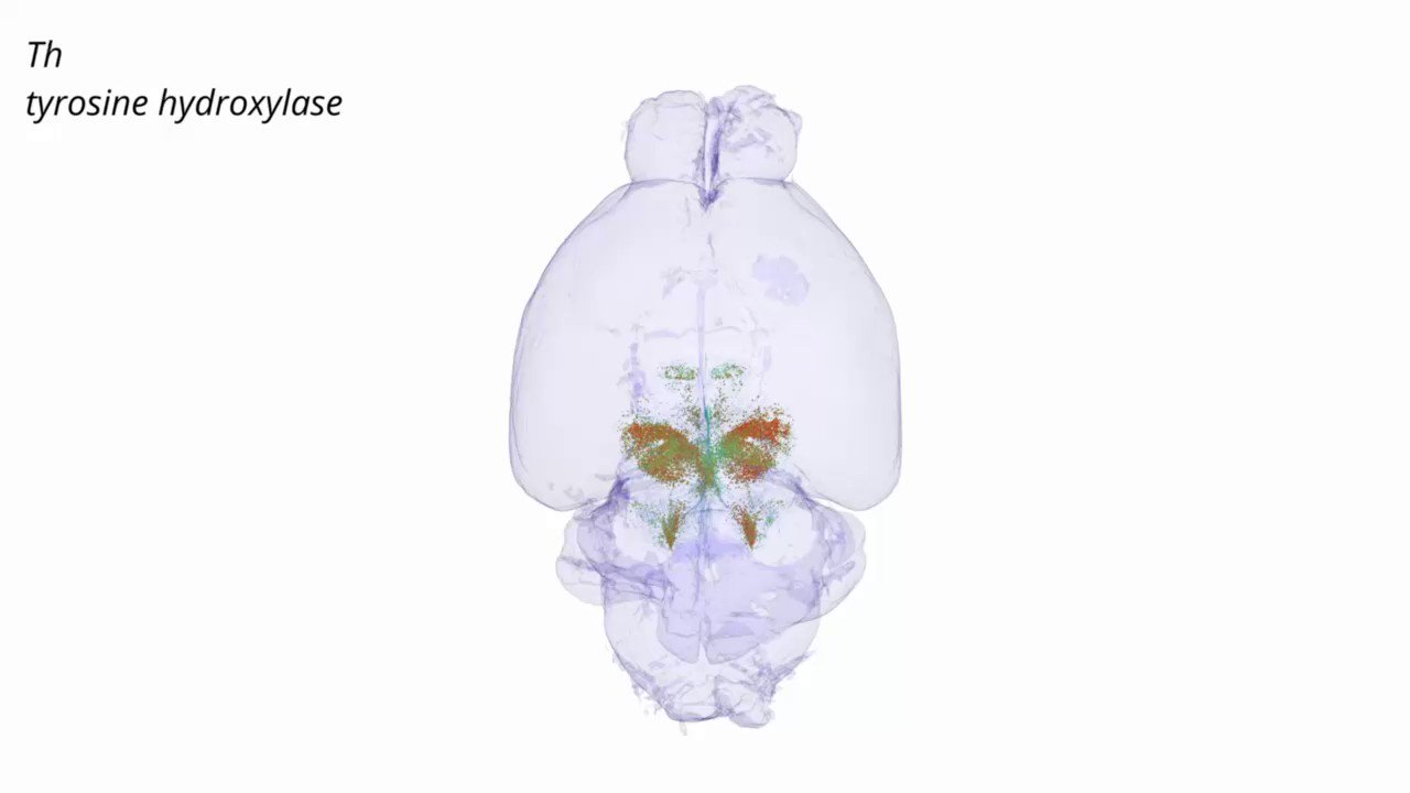 Schaefer Lab (lab_schaefer) / Twitter