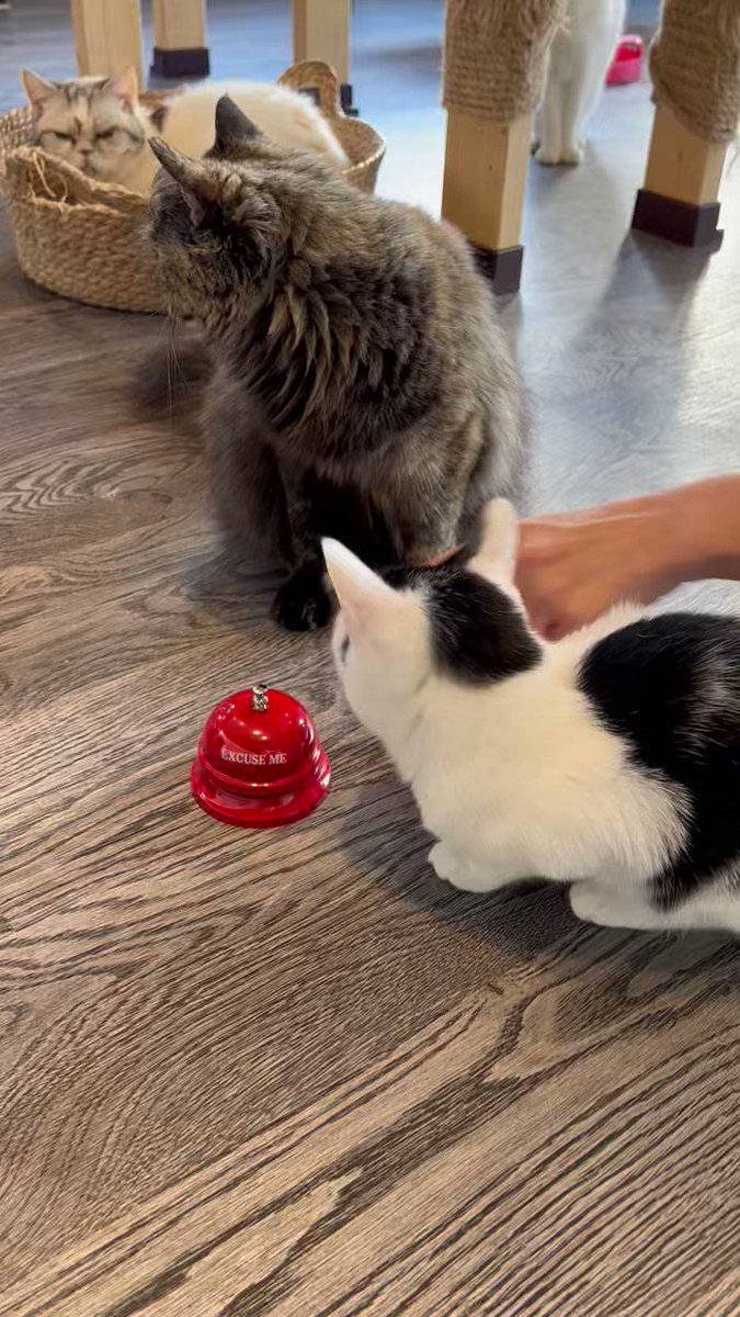 保護猫カフェfunnycat ファニーキャット 埼玉にある猫カフェ 子猫のへや