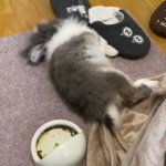 ?満ちてくる心の宿 吉夢?【公式】中の人のツイート画像