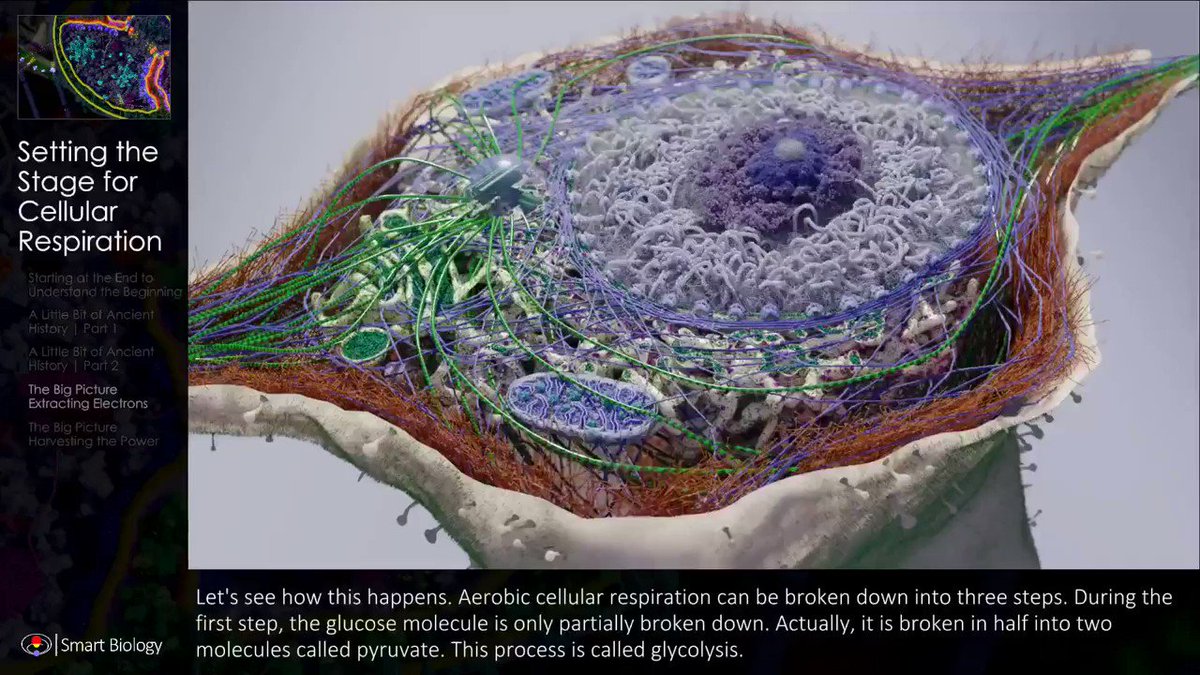 Smart Biology (@SmartBiology3D) / Twitter Smart Biology (@SmartBiology3D) / Twitter