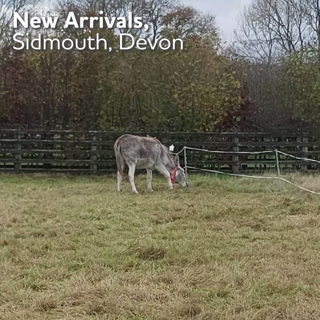 The Donkey Sanctuary (@DonkeySanctuary) / Twitter