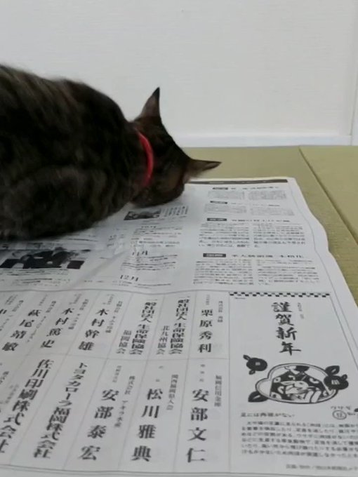 猫』の評価や評判、感想など、みんなの反応を1時間ごとにまとめて紹介 ...