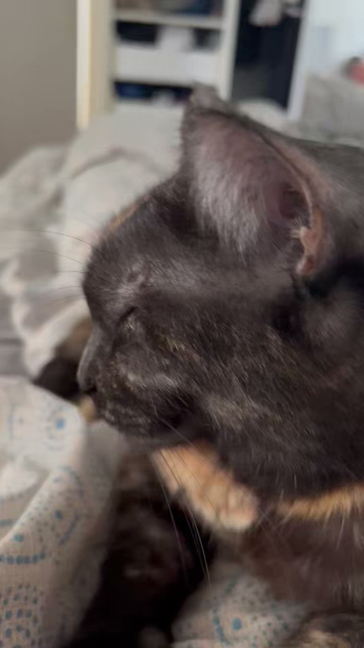 Dave Krantz On Twitter For Those Concerned About OG Cat Here She Is dave-krantz-on-twitter-for-those-concerned-about-og-cat-here-she-is