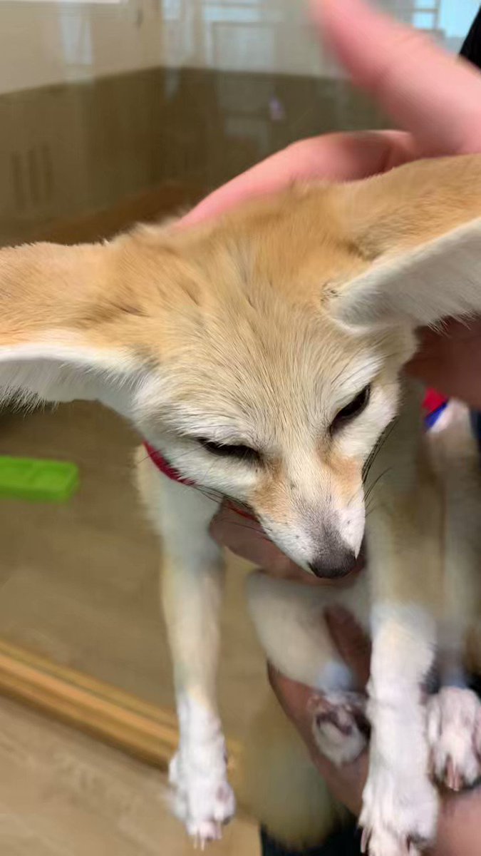 Kaeya’s choco milk 🍼🍼💕 on Twitter "His fur is so soft"