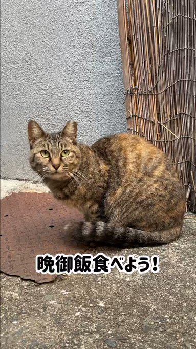 あけましておめでとうございます』の評価や評判、感想など、みんなの ...