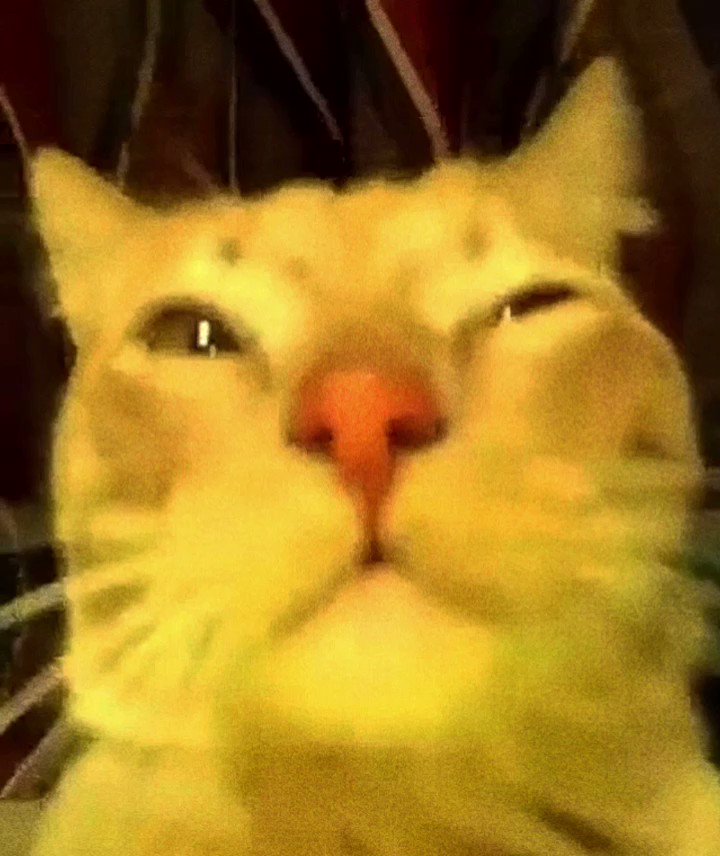 cat vibing music (@catdancingg) / Twitter