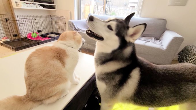 猫』の評価や評判、感想など、みんなの反応を1時間ごとにまとめて紹介 ...