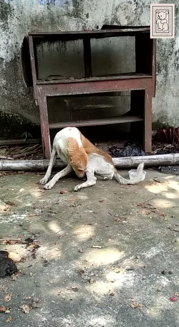 Love N Care For Animals (@LOVENCAREANIMAL) / Twitter Love N Care For Animals (@LOVENCAREANIMAL) / Twitter