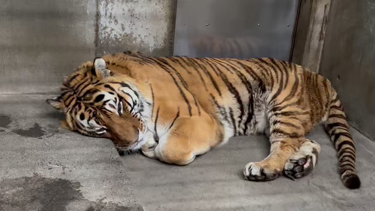 アムールトラ(子トラ）リング 旭山動物園応援企画 - メルカリ