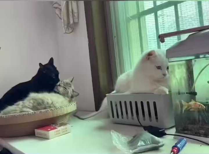 猫も人間と同じ！？リア充と非リア充の差が悲しすぎるｗｗ