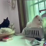 猫も人間と同じ!？リア充と非リア充の差が悲しすぎるw