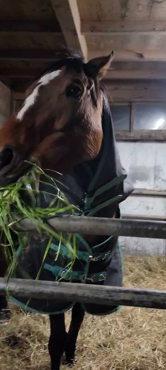 🐴#引退馬協会
🐴#フォスターホース
🐴#再就職支援プログラム

たっぷり味わって召し上がれ🌿😋 ありがとうございます☺
#ナイスゴールド #ニットウイロンデル 