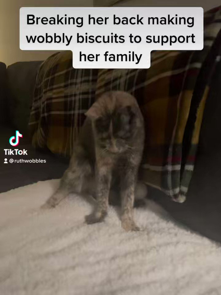 🌾‍☀️Kitty🌾☀️ on Twitter "RT RuthWobbles Being worked too hard! Cat