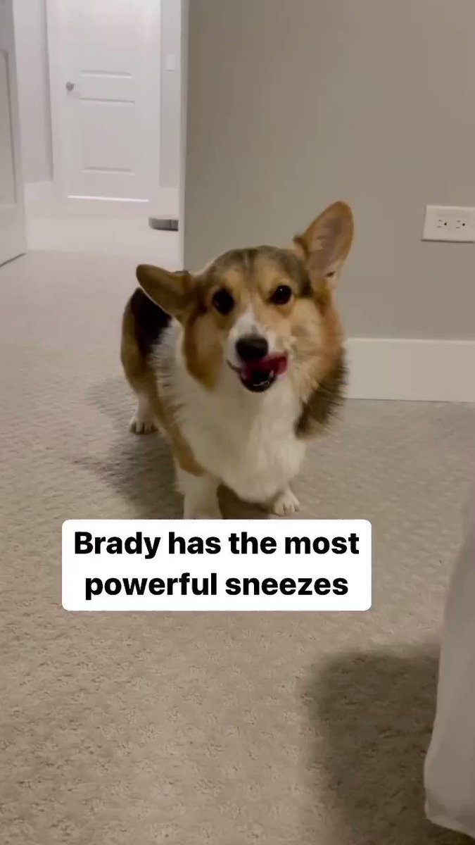 Brady Graffiti The Corgis On Twitter Sneeze Master Brady Once this-cat-decided-to-sneeze-in-a-bowl-of-flour-youtube