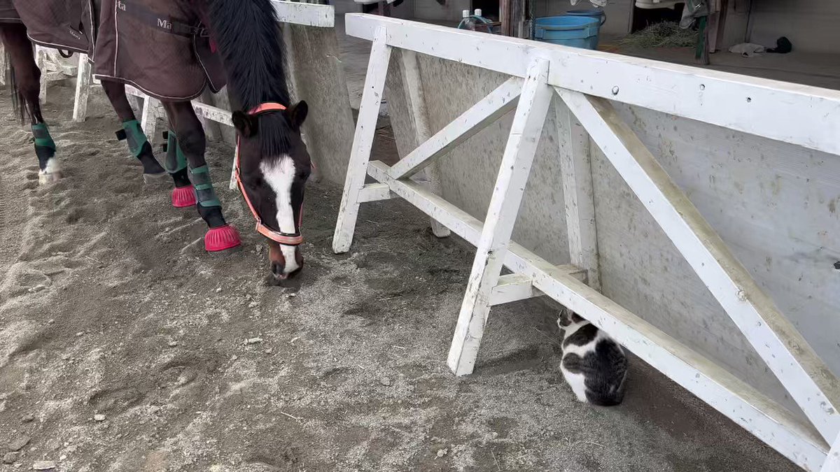 八王子乗馬倶楽部 騎乗回数券