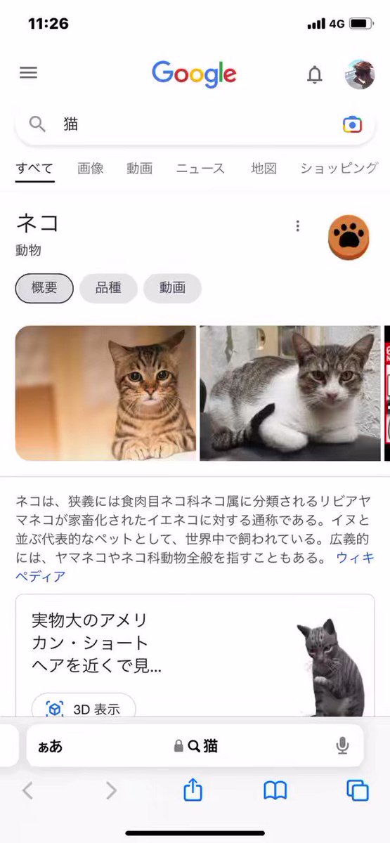 ねこにゃんにゃんにゃん♪です☆ にゃんにゃんにゃん - YouTube