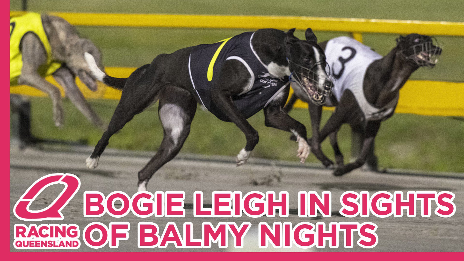 Why Is Dog Racing Bad