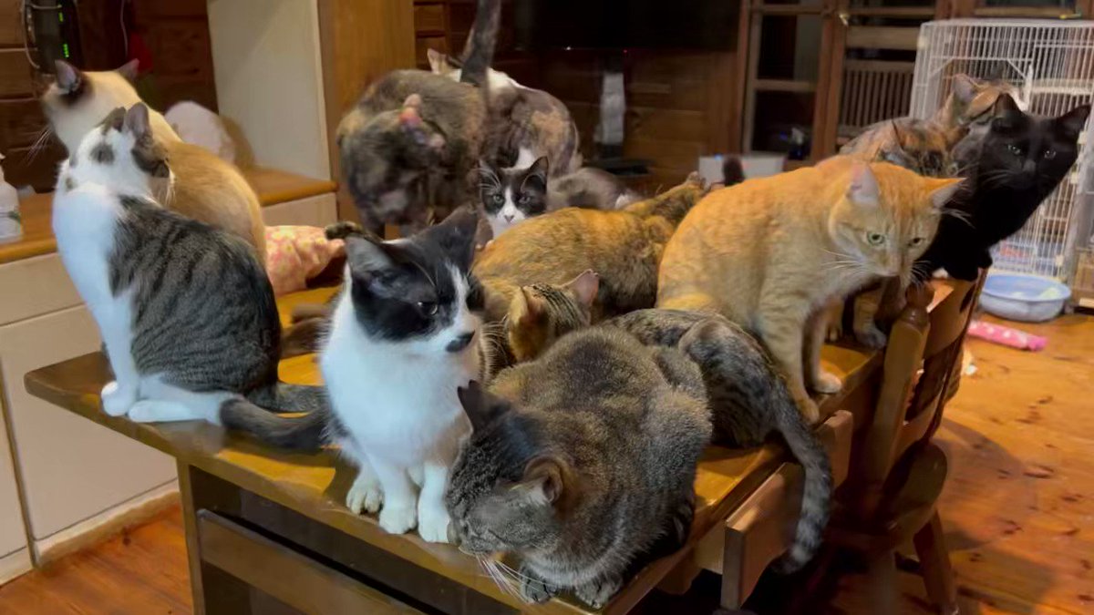 猫男爵 (@Bengal_neco) / Posts / X