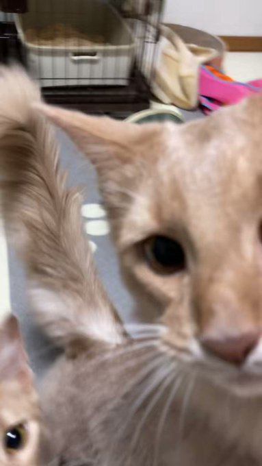 猫』の評価や評判、感想など、みんなの反応を1時間ごとにまとめて紹介 ...