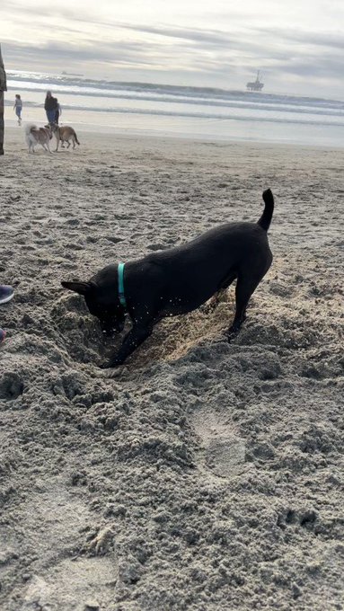But it was so nice to be out and it was Porks first time at the beach since God passed. I could tell