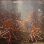 【公式】戸田観光協会Heda Tourist Infomationのツイート画像