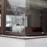 桐屋旅館 aka.ねこ宿のツイート画像