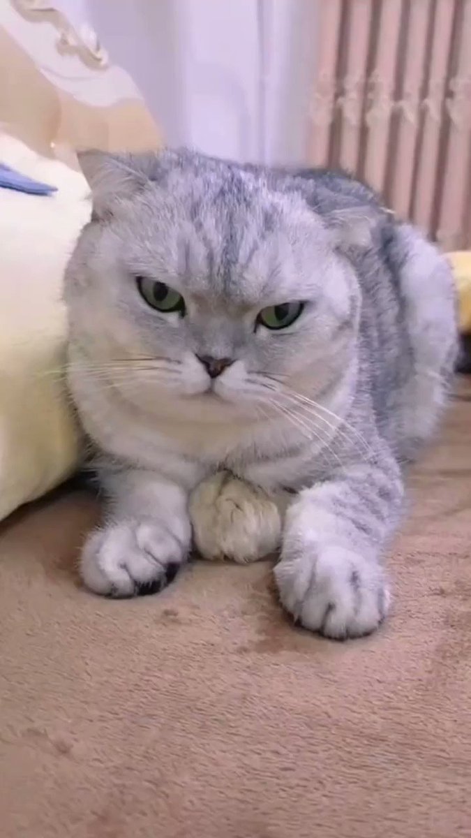 癒される動物 on X: 