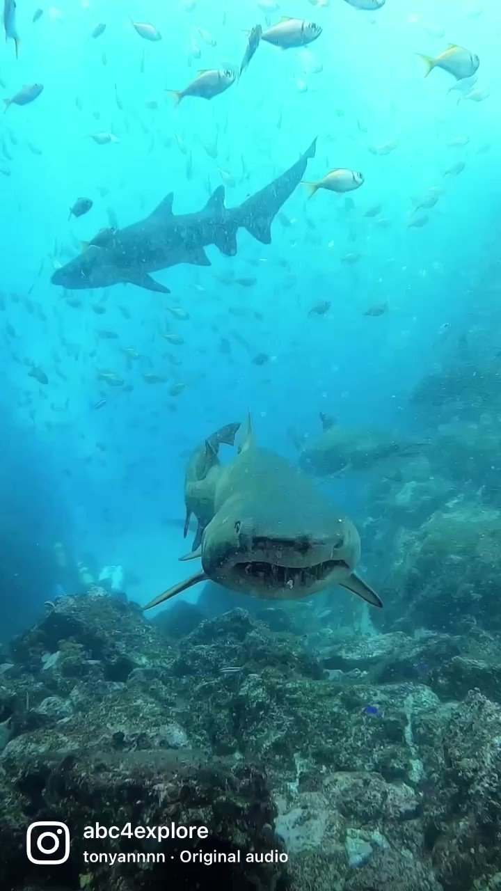White Shark Ocean (@whitesharkocean) / Twitter